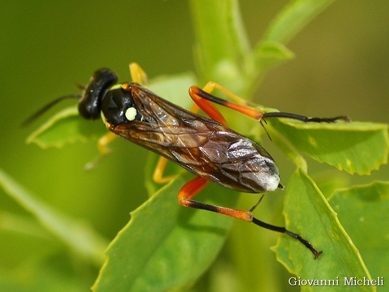 Macrophya rufipes, femmina